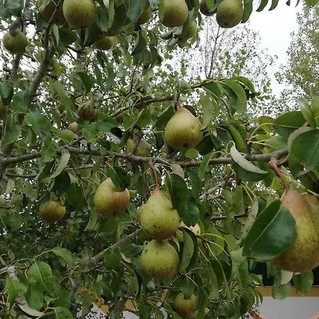 Κατάλυμα σε φάρμα Quinta Sao Martinho *