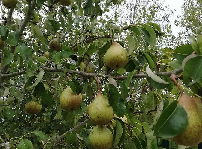 Séjour à la ferme Quinta Sao Martinho *